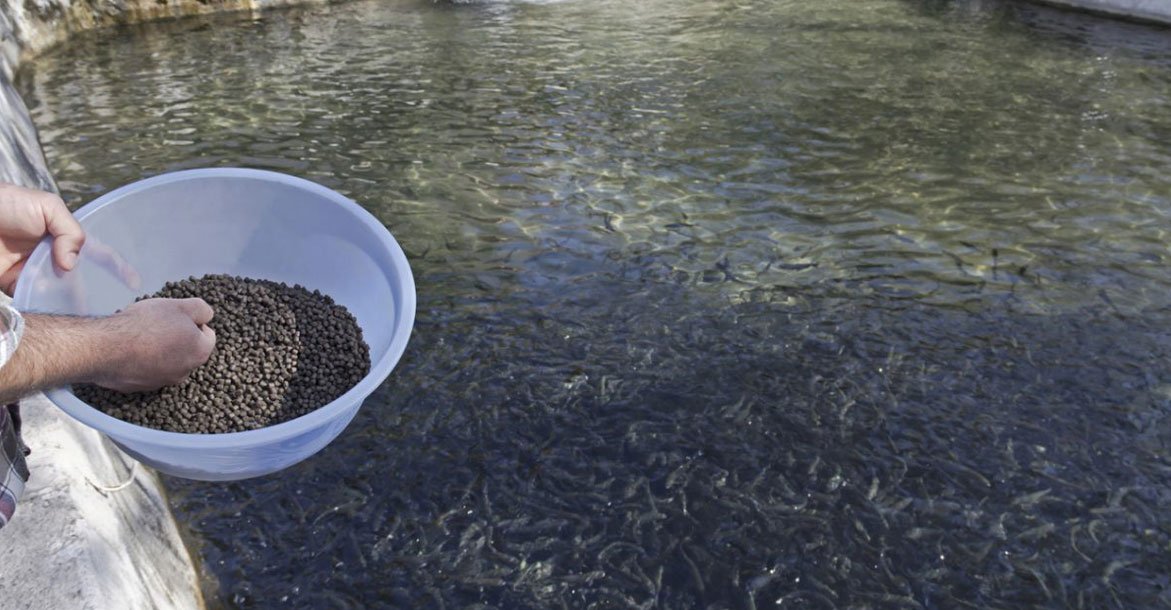 KHMSSS in house fish farming
