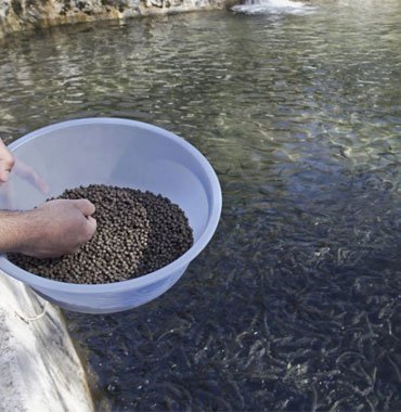 KHMSSS in house fish farming